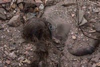 Украинские националисты в зверствах состязались с усташами