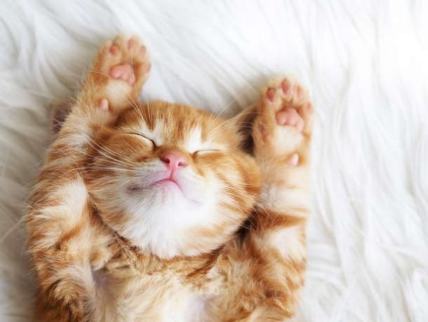 Чего ещё мы не знали о кошках Чего ещё мы не знали о кошках