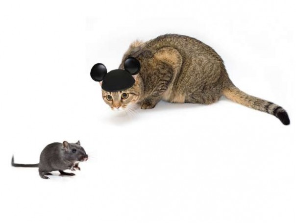 Чего ещё мы не знали о кошках Чего ещё мы не знали о кошках