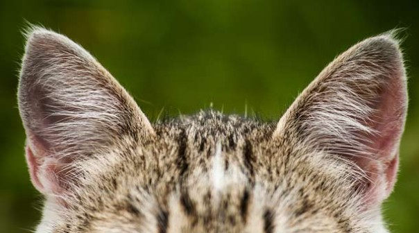 Чего ещё мы не знали о кошках Чего ещё мы не знали о кошках