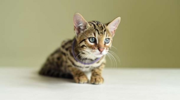 Чего ещё мы не знали о кошках Чего ещё мы не знали о кошках