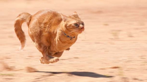 Чего ещё мы не знали о кошках Чего ещё мы не знали о кошках