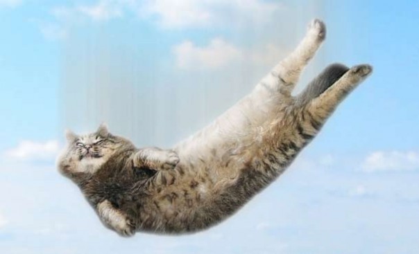 Чего ещё мы не знали о кошках Чего ещё мы не знали о кошках