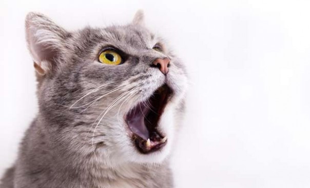 Чего ещё мы не знали о кошках Чего ещё мы не знали о кошках