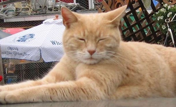 Чего ещё мы не знали о кошках Чего ещё мы не знали о кошках