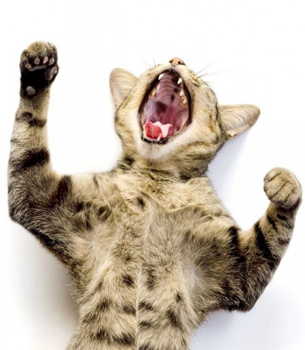 Чего ещё мы не знали о кошках Чего ещё мы не знали о кошках