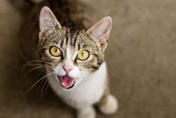 Чего ещё мы не знали о кошках Чего ещё мы не знали о кошках