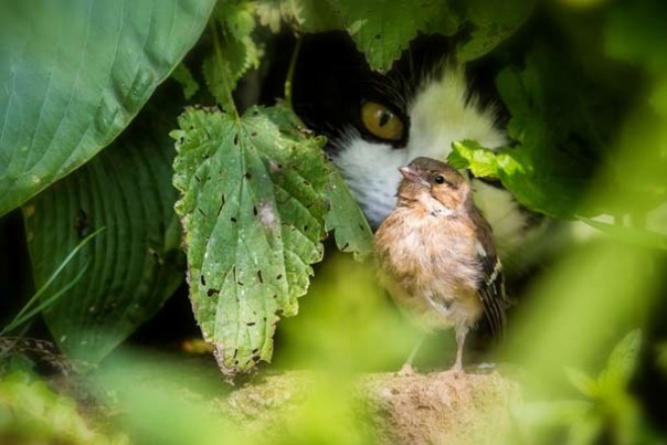 Чего ещё мы не знали о кошках Чего ещё мы не знали о кошках