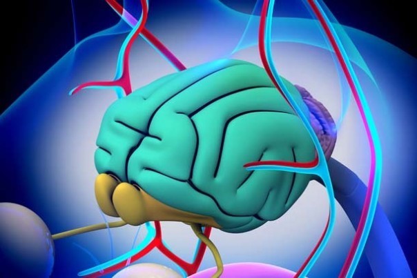 Чего ещё мы не знали о кошках Чего ещё мы не знали о кошках