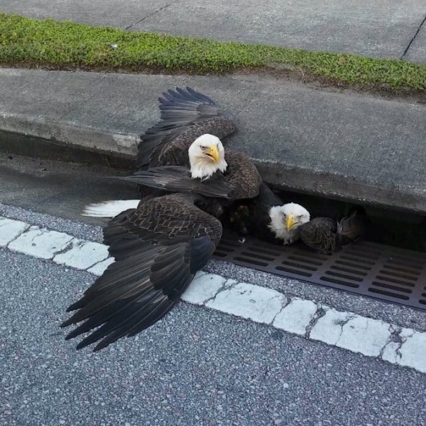 В США считают новость о застрявших в канализации белоголовых орланах символичной В США считают новость о застрявших в канализации белоголовых орланах символичной