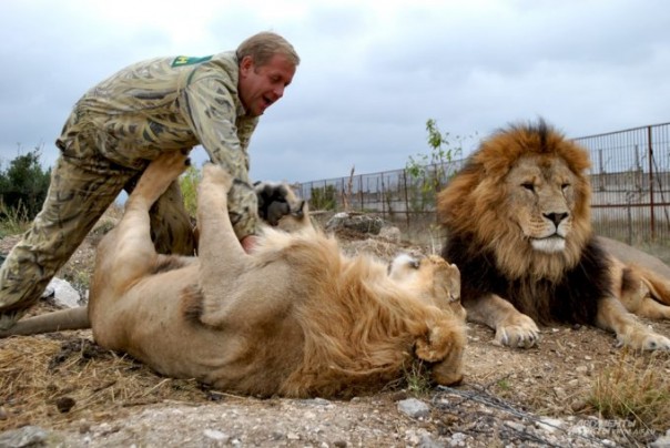 Скандал в парке львов в Крыму: Животное убило человека, происшествие пытались скрыть 18+