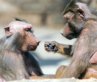 Обезьянки вдоль дороги к юбилею. Владимир Скачко Обезьянки вдоль дороги к юбилею. Владимир Скачко