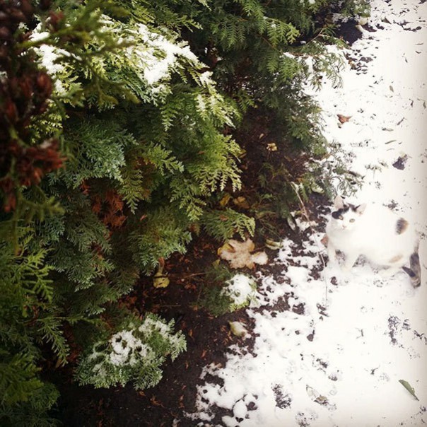 Найди кота! 18 фото со спрятавшимися котами заставят вас поломать голову Найди кота! 18 фото со спрятавшимися котами заставят вас поломать голову