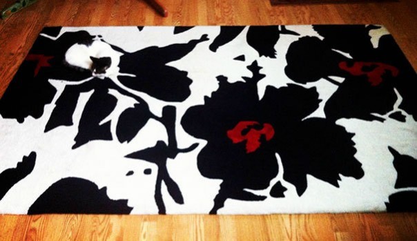 Найди кота! 18 фото со спрятавшимися котами заставят вас поломать голову Найди кота! 18 фото со спрятавшимися котами заставят вас поломать голову