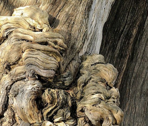 Найди кота! 18 фото со спрятавшимися котами заставят вас поломать голову Найди кота! 18 фото со спрятавшимися котами заставят вас поломать голову