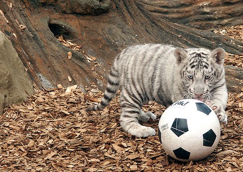 Восходящая звезда отечественного футбола