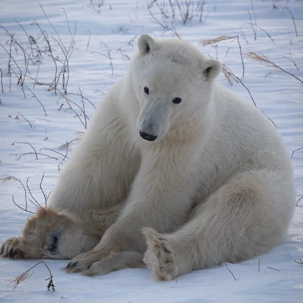 27 февраля – Международный день полярного медведя