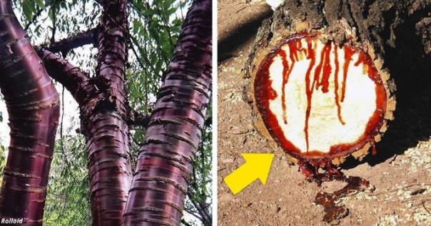 Природа способна удивлять бесконечно: Самые странные деревья в мире