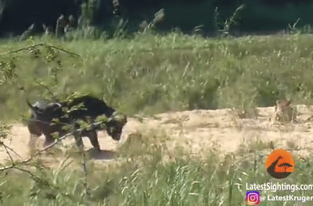 Буйвол отбил варана у молодых львов, а один из них почти научился летать