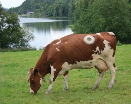 Зачем коровам в Швейцарии делают дырку в боку