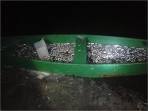 Браконьер наловил в реке Оскол рыбы на 1,7 миллиона гривен