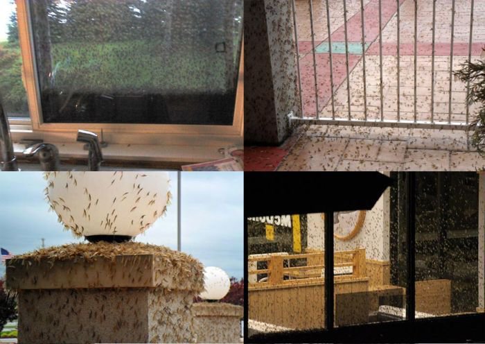 Снегопады. Дожди. Нашествие комаров. - Природа против США. Снегопады. Дожди. Нашествие комаров. - Природа против США.