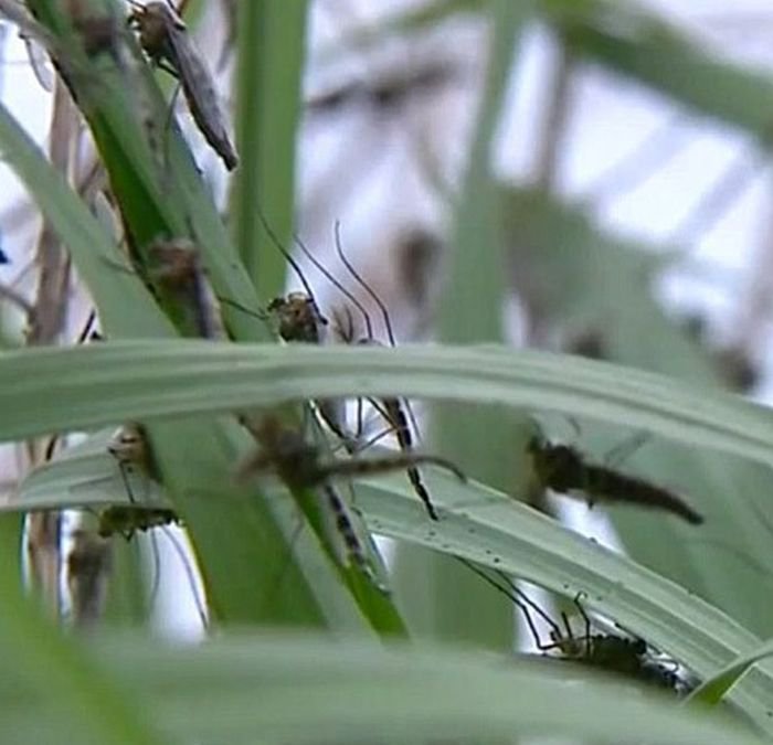 Снегопады. Дожди. Нашествие комаров. - Природа против США. Снегопады. Дожди. Нашествие комаров. - Природа против США.