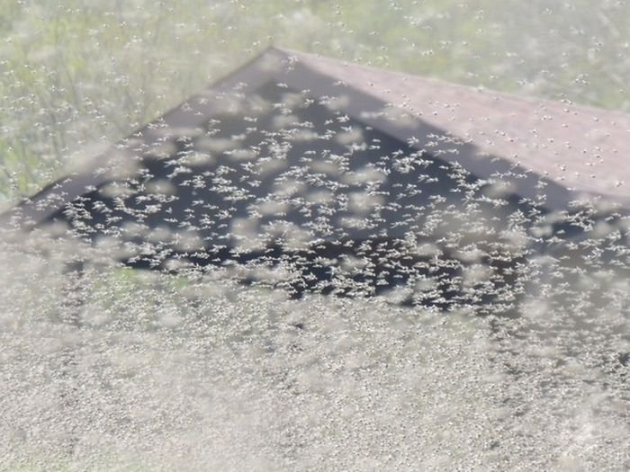 Снегопады. Дожди. Нашествие комаров. - Природа против США. Снегопады. Дожди. Нашествие комаров. - Природа против США.