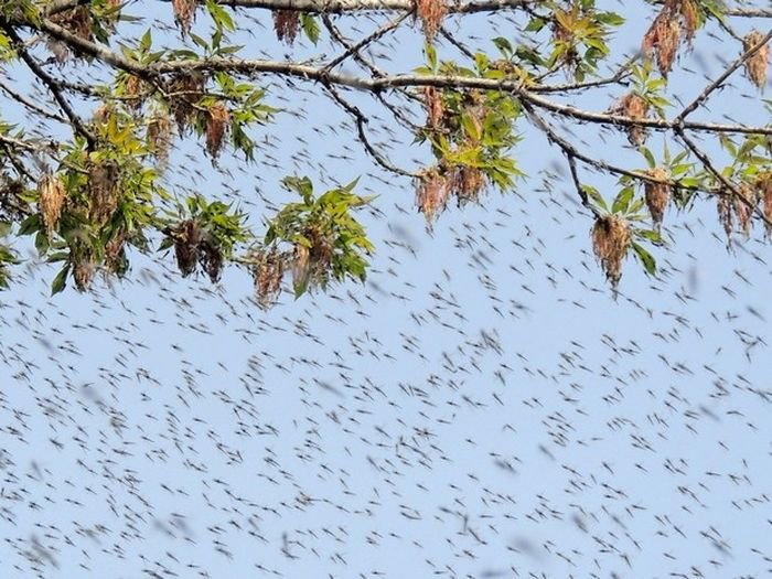 Снегопады. Дожди. Нашествие комаров. - Природа против США. Снегопады. Дожди. Нашествие комаров. - Природа против США.