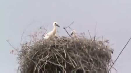 Народное видео - Славянск - 04.07.2014 - "Вот оно – счастье людское... У них там есть птенцы" Народное видео - Славянск - 04.07.2014 - "Вот оно – счастье людское... У них там есть птенцы"
