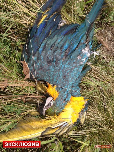 Сводка событий от Игоря Стрелкова и ополченцев 18.07.2014 Сводка событий от Игоря Стрелкова и ополченцев 18.07.2014