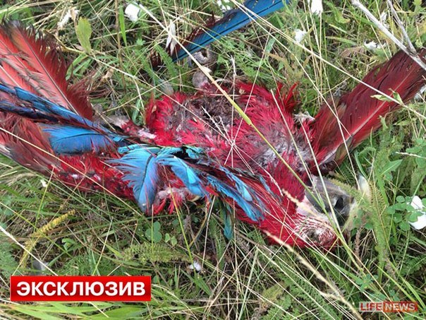 Сводка событий от Игоря Стрелкова и ополченцев 18.07.2014 Сводка событий от Игоря Стрелкова и ополченцев 18.07.2014