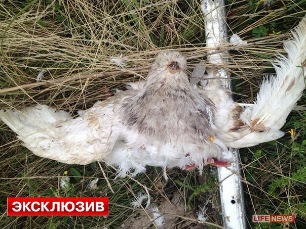 Сводка событий от Игоря Стрелкова и ополченцев 18.07.2014 Сводка событий от Игоря Стрелкова и ополченцев 18.07.2014