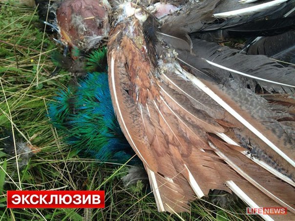 Сводка событий от Игоря Стрелкова и ополченцев 18.07.2014 Сводка событий от Игоря Стрелкова и ополченцев 18.07.2014