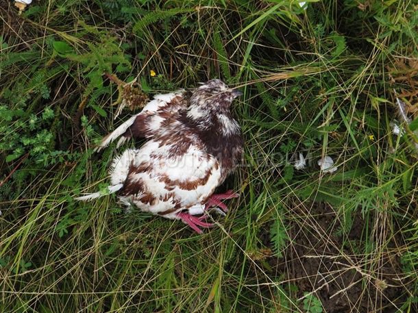 Место падения Боинга. (фото, видео) 18+ Место падения Боинга. (фото, видео) 18+