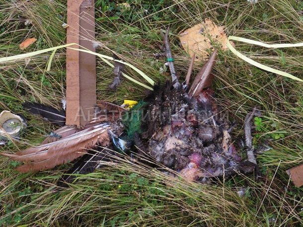 Место падения Боинга. (фото, видео) 18+ Место падения Боинга. (фото, видео) 18+