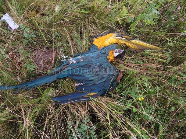 Место падения Боинга. (фото, видео) 18+ Место падения Боинга. (фото, видео) 18+