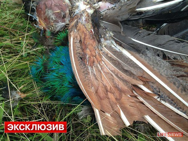 США как профессионалы-фокусники США как профессионалы-фокусники