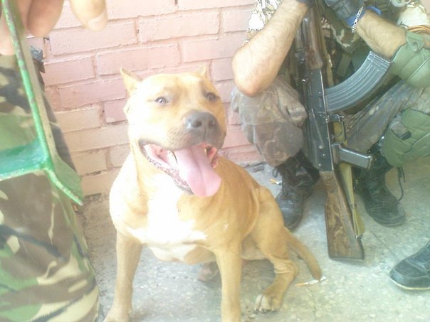 Сводки от ополчения Новороссии 31.07.2014 Сводки от ополчения Новороссии 31.07.2014