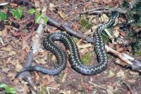 Батальон «Азов» был массово искусан гадюками