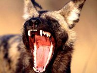 Укро-американцы, не ройте яму ближнему! Укро-американцы, не ройте яму ближнему!