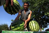 Молдавские фермеры потребовали отказаться от ассоциации с Евросоюзом