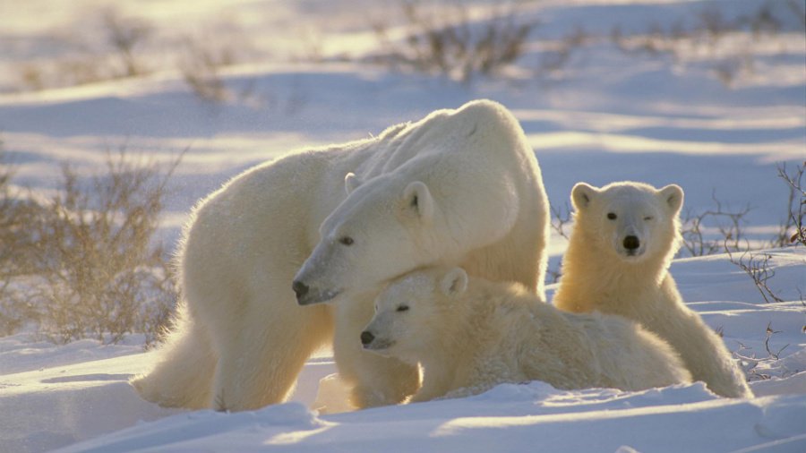 F.A.Q. по стратегии России в Арктике