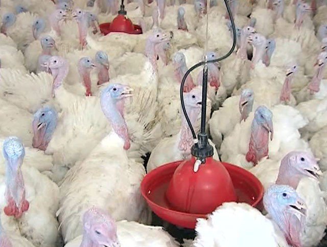 "Сейчас мы для них боги" "Сейчас мы для них боги"