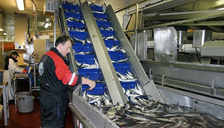 Норвежская реакция на бойкот: рабочих - уволим, сельдь - в Исландию, лососей морозим до Рождества Норвежская реакция на бойкот: рабочих - уволим, сельдь - в Исландию, лососей морозим до Рождества