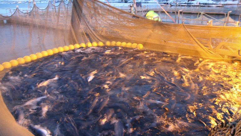 Норвежская реакция на бойкот: рабочих - уволим, сельдь - в Исландию, лососей морозим до Рождества Норвежская реакция на бойкот: рабочих - уволим, сельдь - в Исландию, лососей морозим до Рождества