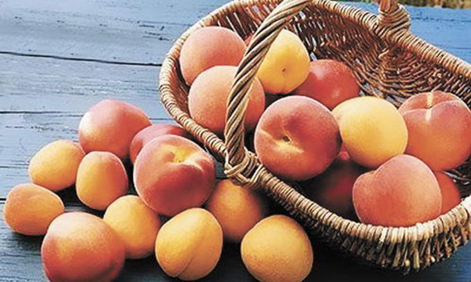 Быстрорастущие белорусские персики Быстрорастущие белорусские персики