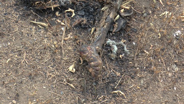 Сводки от ополчения Новороссии 03.09.2014