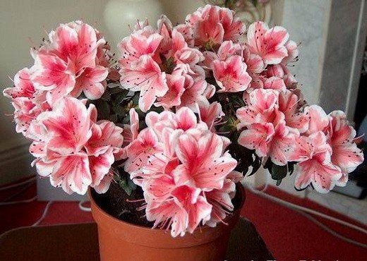 Любимые цветы в доме. Любимые цветы в доме.