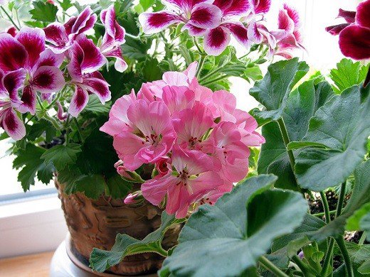 Любимые цветы в доме. Любимые цветы в доме.